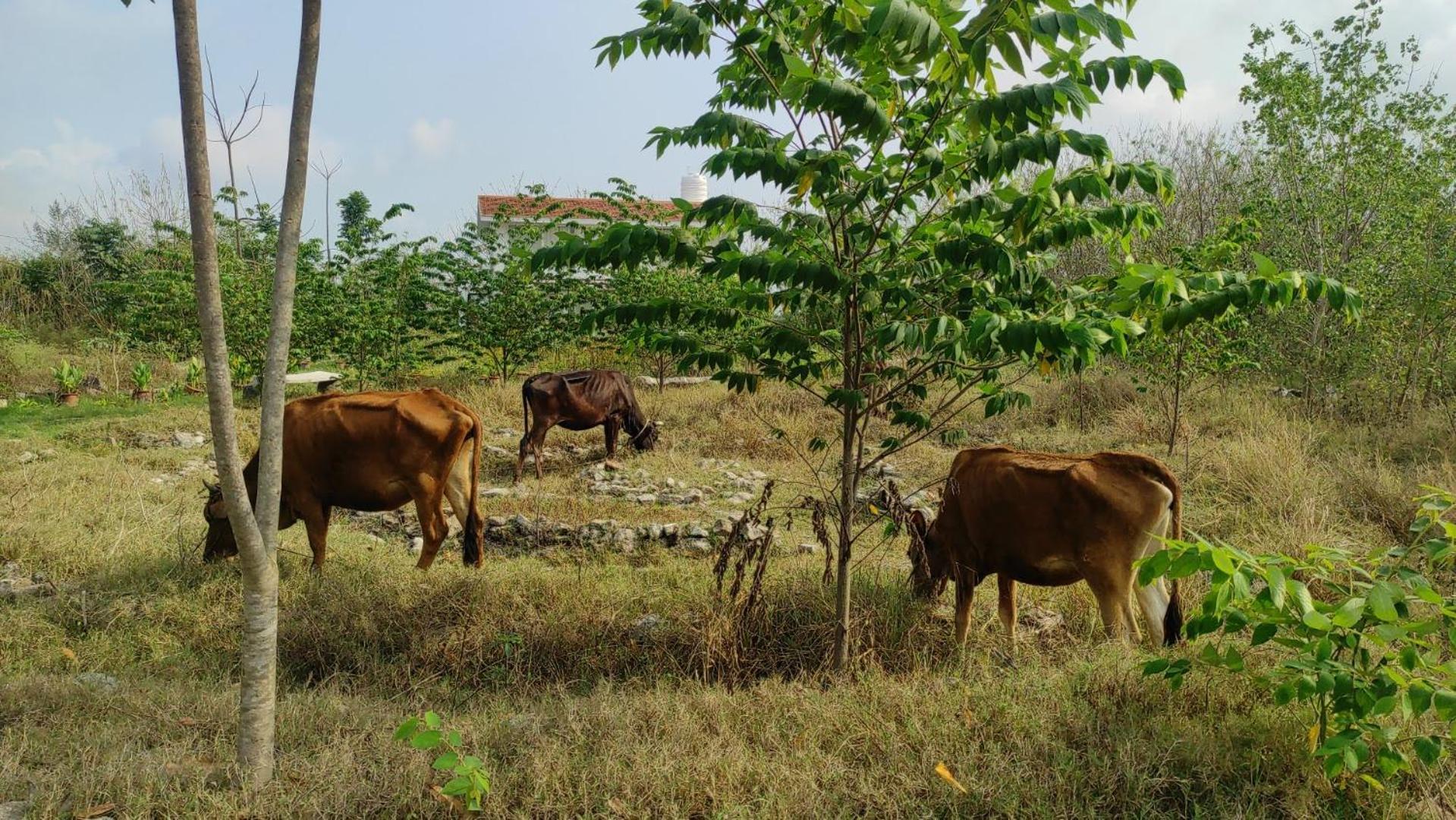 Vaksana Farm Stay Gudraippattu Exterior photo